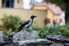 20160731-IMG_6178-2.jpg