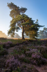IMG_8626-4.jpg