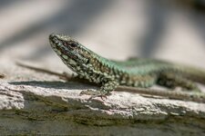 Dslr_0629.jpg