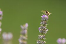 Dslr_0685.jpg