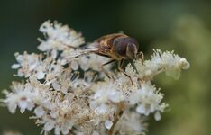 D500_Natur0040.jpg