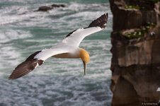 Toelpel_Muriwai_Beach.jpg