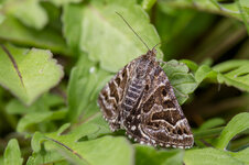 Scheck-Tageule (Callistege mi)_Q22A9101.jpg