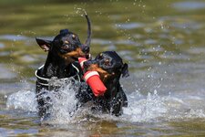 Pinscher 14.8.2016-2.jpg