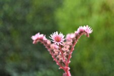 comp_DSC_1769-2.jpg