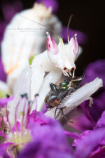 IMG_9105b2.jpg