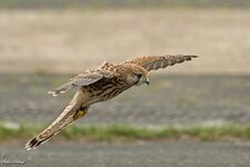 comp_DSC_25052.jpg