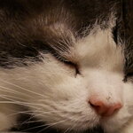 Gizmo ISO2000 GX80 12-32mm - crop.JPG