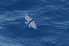 flyingfish.jpg