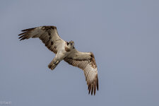 7D2_6329-1.jpg
