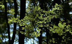 Natur_500_020166.jpg