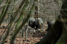 Wildschwein_Frischlinge_ASE3555-Kopie.jpg