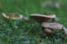 IMG_3393.JPG
