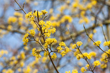 Frühling_20130322_001.jpg