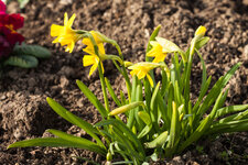 Frühling_20130322_005.jpg