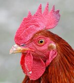 DSC_0926_T.jpg