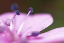 kleine-Bluete--20130530-2965.jpg