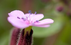 kleine-Blume--20130530-2965.jpg