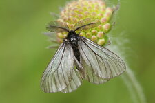 AcanAtra_20130520_3108_E7D_v1.JPG