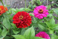 zinnien.jpg