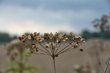 D7200_Natur 0067.jpg
