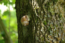 Weinbergschnecke 07.jpg