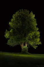 TheTree.jpg