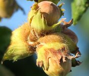 G3X1-600-Crop.jpg