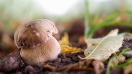 20160820 Steinpilz.jpg