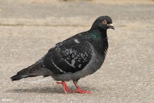 IMG_2234.jpg