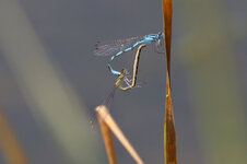 IMG_4960.jpg