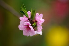 Pfirsichblüten 02.jpg