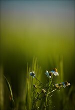 IMG_9593-2.jpg