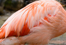 Flamingo3 100%.jpg