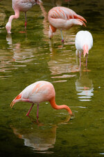 Flamingo2.jpg