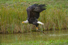 05Adler.jpg
