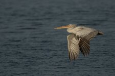 pelikan vorbeiflug.jpg
