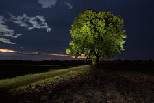 -Baum Olching -DSLR1200x1200.jpg