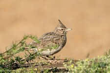 comp_DSC_13992.jpg