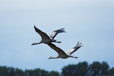 comp_DSC_6456_DxO.jpg