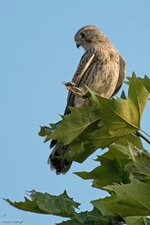 comp_DSC_35042.jpg