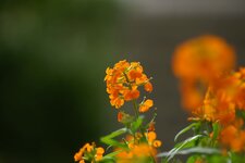 Blume2.jpg