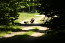 2013-06-16_Wildschweinfamilie.JPG