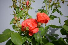 DSC_0097_1.jpg