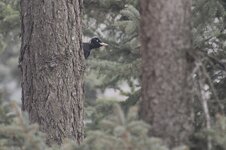 IMG_0620.JPG