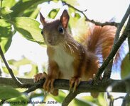 comp_DSC_9489_050.jpg