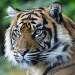 Tiger001.jpg