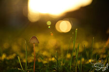 Pilz.JPG