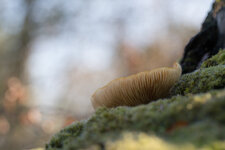 Moor-Täubling (Russula claroflava) -Samyang f-3.2.jpg