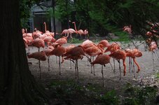 Vogelpark Walserode 1.JPG